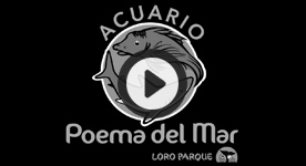 Alexandra Ziegler - Poema Del Mar - Promotion